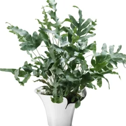 Bloom Botanica Flower Pot, Medium, 190mm