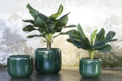 Costa Kruka L D25 H26, Grå