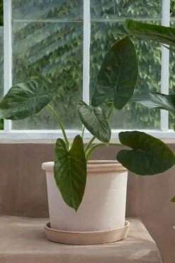 Galestro Kruka Med Fat Rosa Ø35 cm