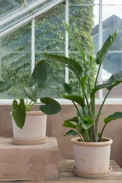 Galestro Kruka Med Fat Rosa Ø35 cm