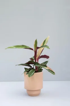 Bergs Potter Krukor-Hoff Kruka Utan Dräneringshål 18 cm, Pearl Grey