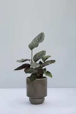 Bergs Potter Krukor-Hoff Kruka Utan Dräneringshål 18 cm, Pearl Grey