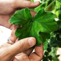 Kruka Terrakotta 23 cm, Brun