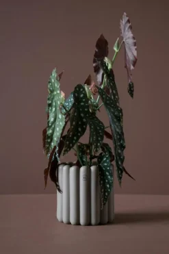 Mist Kruka Small, Vit