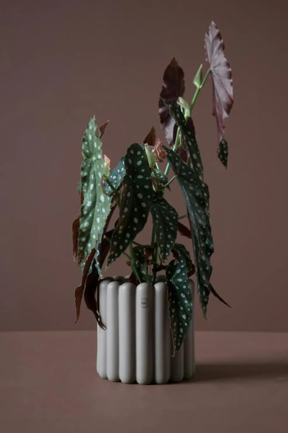 Mist Kruka Small, Vit