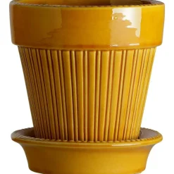 Simona Kruka Gul, 14 cm