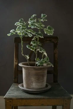 Terracotta Kruka Med Fat Ø24 cm