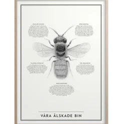 Våra Älskade Bin Poster 50x70 cm